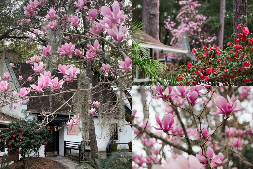 Spring flowers in Pawleys Island, South Carolina