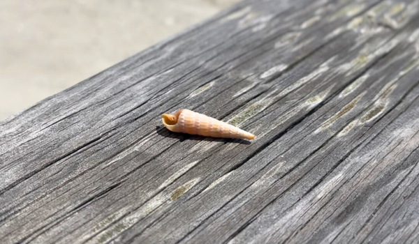 One Auger sea shell sitting on a wooden table. 