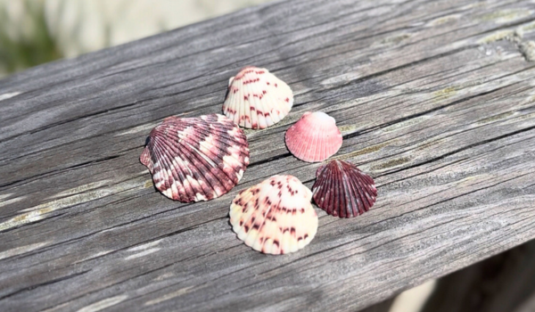 Five pink, white, and crimson calico scallop sea shells on a wooden table. 