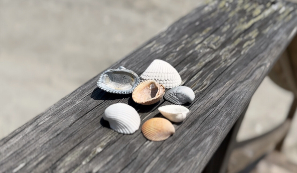 Seven variations of Cockle sea shells sitting on a wooden table.