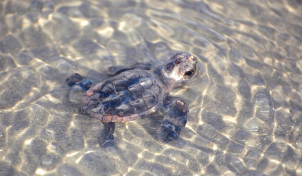 hatchling loggerhead seat urtle in the shallow waves of the ocean