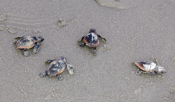 Four hatchling loggerhead sea turtles on the beach of South Carolina