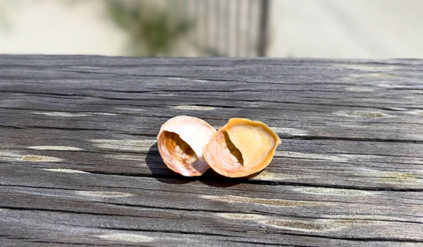 Two slipper sea shells on a wooden table.
