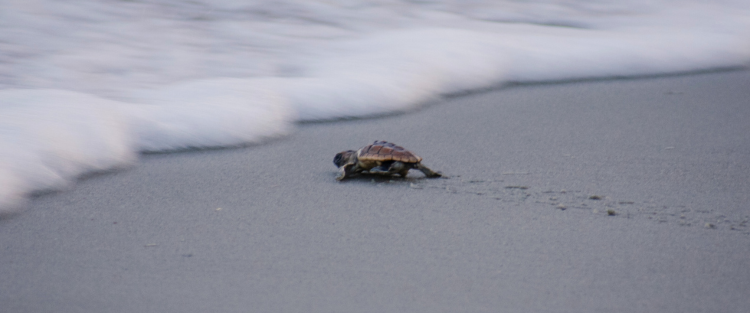 Loggerhead sea turtle hatchling moving towards the waves