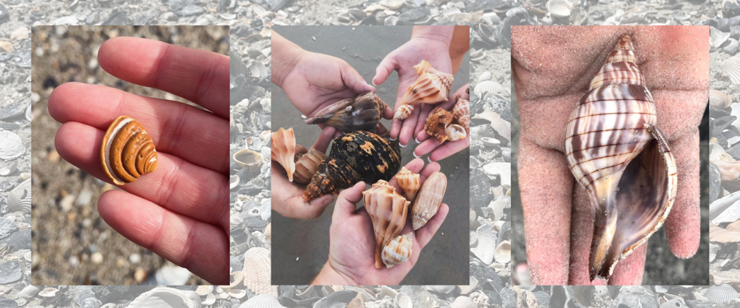 7 Common South Carolina Sea Shells