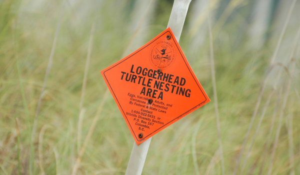 orange protective sign indicating loggerhead sea turtle nest in South Carolina